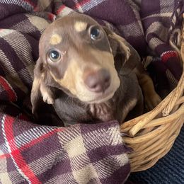 Count or Smoochie - Dachshund