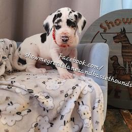 Red collar - Harlequin male Great Dane puppy in Alton, Illinois from Show Me Great Danes and Basset Hounds
