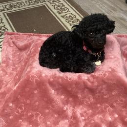 Poodles from Christina Martin
