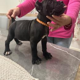 Crowe - Black male Cane Corso puppy in Lubbock, Texas from Hub City Kennel