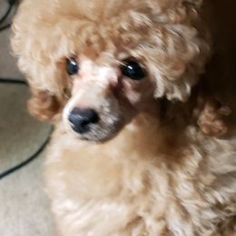 Poodles from Azlynn Kennels