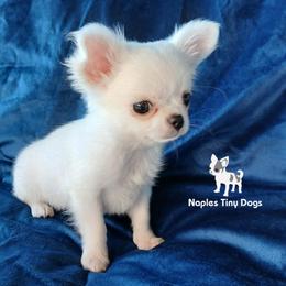 Chihuahua Puppies from Naples Tiny Dogs