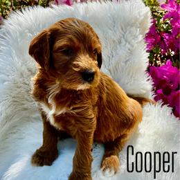 Cooper - Red  male Goldendoodle puppy in Travelers Rest, South Carolina from Bailey Mountain Doodles