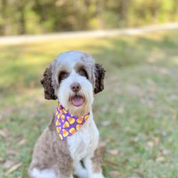 Teddy Graham - Australian Labradoodle