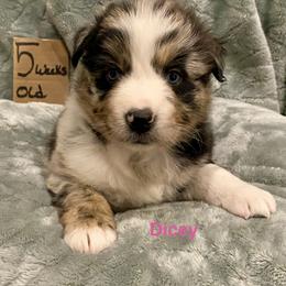 Dicey - Blue merle female Australian Shepherd puppy in Wisconsin Dells, Wisconsin from Nicara kennel