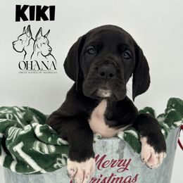 Kiki - Black and white female Great Dane puppy in Michigan from Ohana Great Danes of Michigan