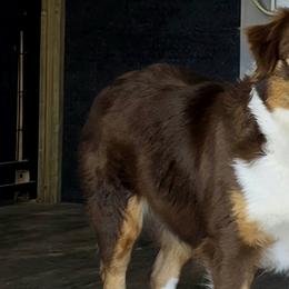 Aussiedoodles and Toy Australian Shepherds from Cotton Country Kennels