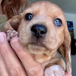 Benny - Cream male Dachshund puppy in Michigan And Florida Locations, Michigan from UP North Dachshunds UPNDLLC
