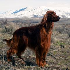 Irish Setters from ODMAD Dog Training