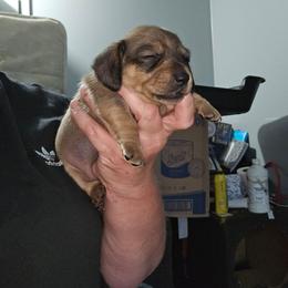G2 - Sable female Dachshund puppy in Lansing, Michigan from Black Thunder 517 Dachshunds and frenchies