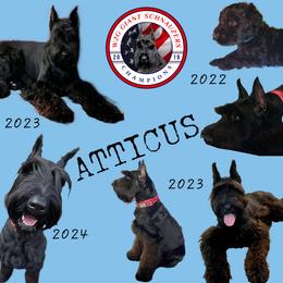 Giant Schnauzer Puppies from W2G Giant Schnauzers