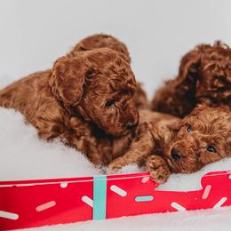 Bernedoodle and Poodle Puppies from Miranda’s Sunshine Kennels