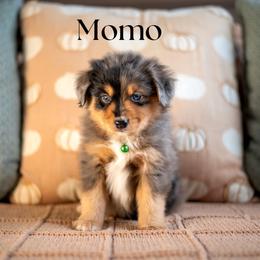 Momo - sold - Blue merle male Miniature American Shepherd puppy in Puyallup, Washington from TRAILS END Minis