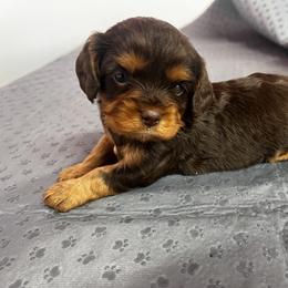 Cavalier King Charles Spaniel Puppies from Palladino’s Cavaliers of Upstate NY