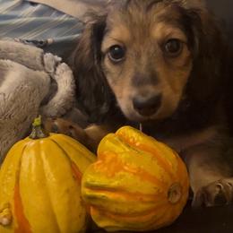 Derek(McDreamy)Greys Anatomy Litter - Piebald male Dachshund puppy in Proctor, Montana from Blue Star Dachshunds