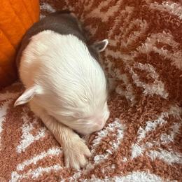 Vanessa - White and red female Border Collie puppy in Mckinney, Texas from Border Collies of Ruidoso