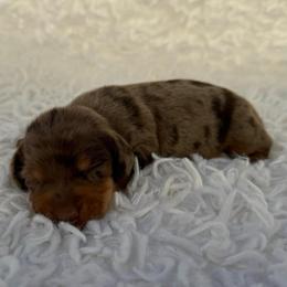 Bella - Dapple female Dachshund puppy in Colbert, Oklahoma from Brooke Crenshaw