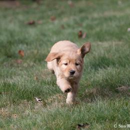 Labrador Retriever Puppies from Sun Ridge Labradors