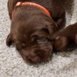 Boy 7 - male Labrador Retriever puppy in Six Mile, South Carolina from AimPowers Retrievers