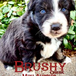 BRUSHY CREEKS CRUISE - Black tri-color male Australian Shepherd puppy in Red Oak, Texas from Brushy Creek Aussies & Mini Aussies