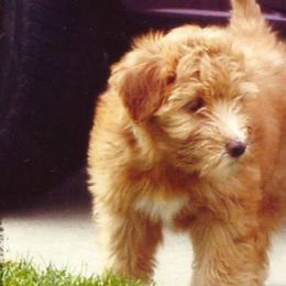 Soft Coated Wheaten Terriers from Stratford Wheatens