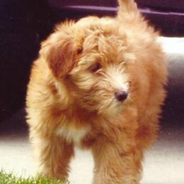 Soft Coated Wheaten Terriers from Stratford Wheatens