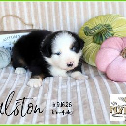 Halston - Black tri male Miniature Australian Shepherd puppy in Madisonville, Texas from Flying LL Aussies