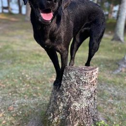 Labrador Retrievers from Alisha Voje's Labrador Retrievers