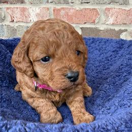 Pink Collar - Red  female Poodle puppy in Huntsville, Alabama from Flint River Poodles