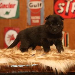 Valor - Bi-color male German Shepherd puppy in Philippi, West Virginia from Vom Haus Highlands