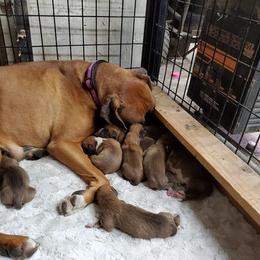 Boxer Puppies from Tanya Klopfenstein