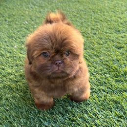 Boy 1 - Liver male Shih Tzu puppy in Whittier, California from Socal Mother Of Shih Tzus