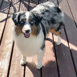 Miniature American Shepherd All Grown Up from Greenwood Acres Kennel