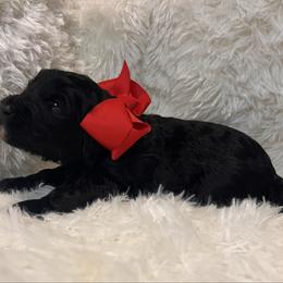 Miss Red - Black and white female Aussiedoodle puppy in Taylor, Missouri from Pawsitively Doodles