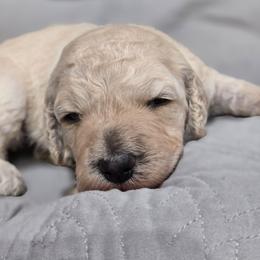 Boulonnais - Cream female Poodle puppy in Conroe, Texas from Pear house farm