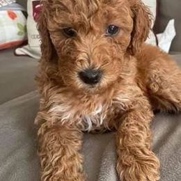 Poodles from Pawshtastic Poodles