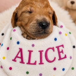 ALICE - Apricot female Poodle puppy in Thornton, Colorado from Shandy Poodle