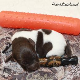 Bane's Legacy - Brown and white male Kleine Munsterlander puppy in New Lenox, Illinois from Prairie State Kennel