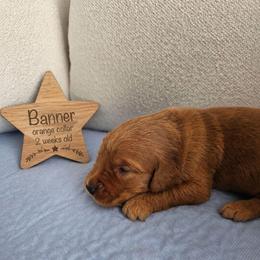 Banner - Dark golden male Golden Retriever puppy in Inman, South Carolina from Shadow Acres