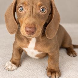 Female 3 - Chocolate and tan female Dachshund puppy in El Campo, Texas from Creamer Creek Kennel