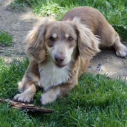 Chaplin - Dachshund