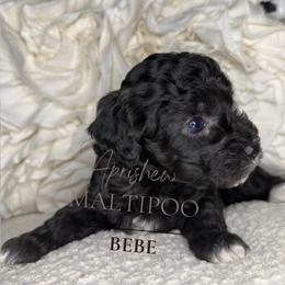 BEBE, formally Estonia - Black & white female Maltipoo puppy in Weatherford, Texas from Aprishew Maltipoo