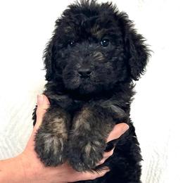 Sycamore - Black and tan male Assorted Doodle Crosses puppy in Kansas City, Missouri from Beary GoldenDoodles