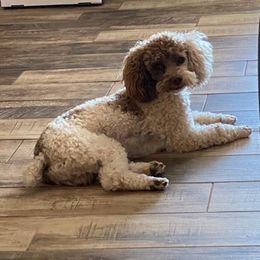 Poodles from The Doodle and Poodle Patch