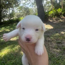 Snowman - Blue merle and white male Cardigan Welsh Corgi puppy in Wekiwa Springs, Florida from It is Corgiland