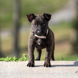 N-Male 4 - Yellow male Dutch Shepherd puppy in Alum Creek, West Virginia from Stay Wild K9