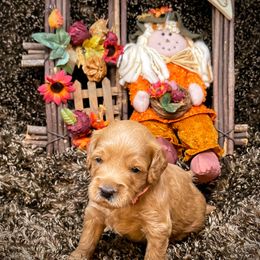 Goldendoodle Puppies from Ming’s Dynasty Doodles