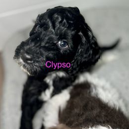 Calypso - Black Goldendoodle puppy in Franklin, North Carolina from Carolina Doodles