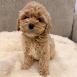 Avery - Cream female Cockapoo puppy in Preston, Idaho from Rocking JH Pup Co
