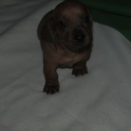 Boy 1 - Red male Dachshund puppy in Harvard, Illinois from Lori's Cavalier King Charles Spaniels & Dachshunds
